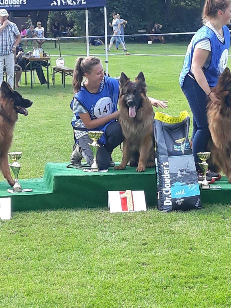 German Shepherds