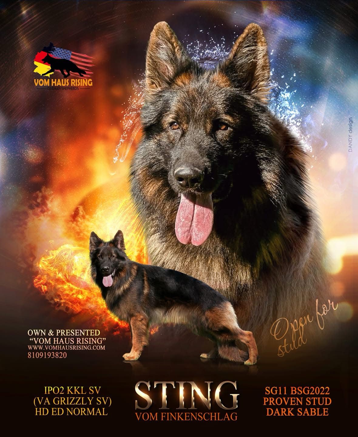 Sting vom finkenschlag