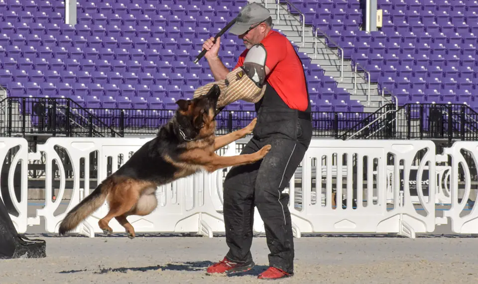 Dog-Sport