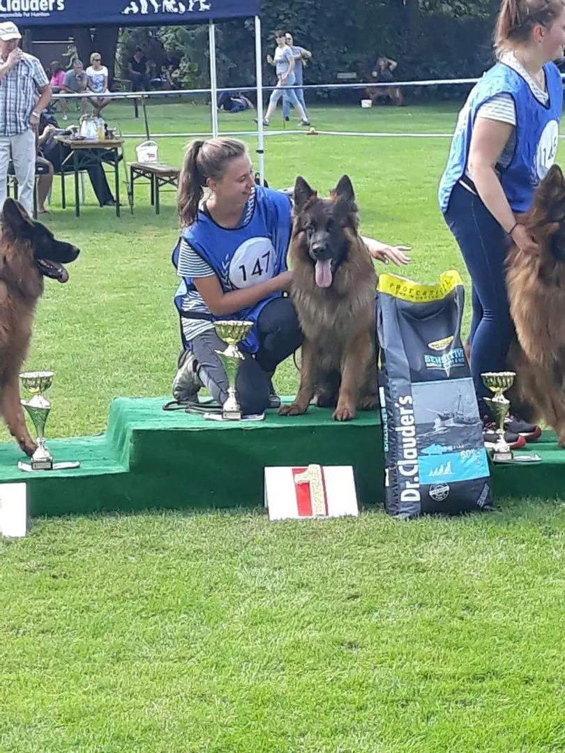 German-Shepherd-breeder-Connecticut
