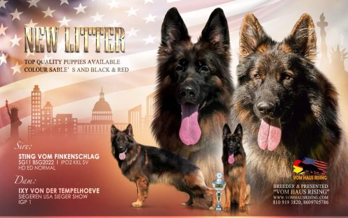 Sting and Ixi poster litter